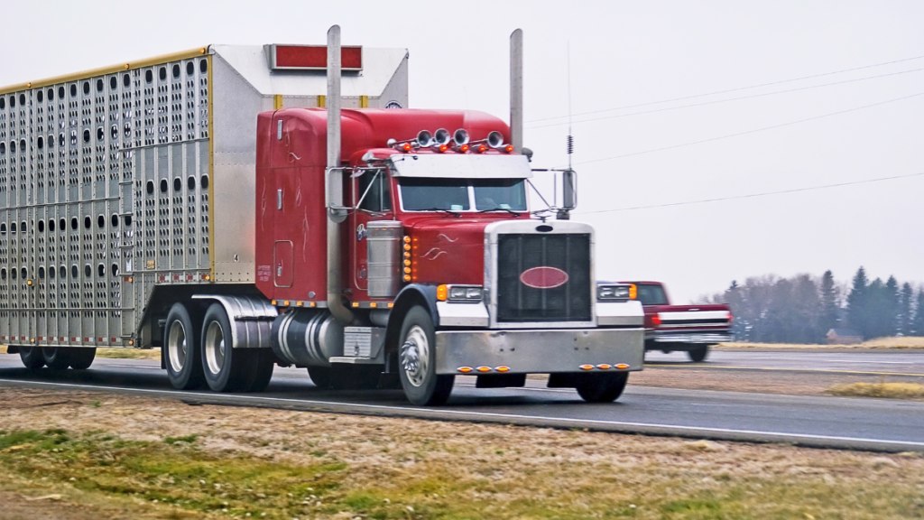 Livestock truck accidents are not your typical motor vehicle collisions. These trucks are often heavily loaded with live animals, which adds unique risks and challenges. Sudden stops, uneven weight distribution, or sharp turns can cause these massive vehicles to lose control, putting everyone on the road in danger.