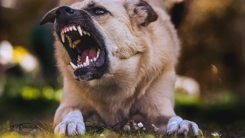 Dog bites can lead to serious physical, emotional, and financial consequences. A bite may not only cause immediate pain and distress but also result in infection, scarring, permanent disability, and, in some cases, psychological trauma. In such situations, having a skilled attorney for dog bite cases can make a significant difference in your pursuit of compensation.
