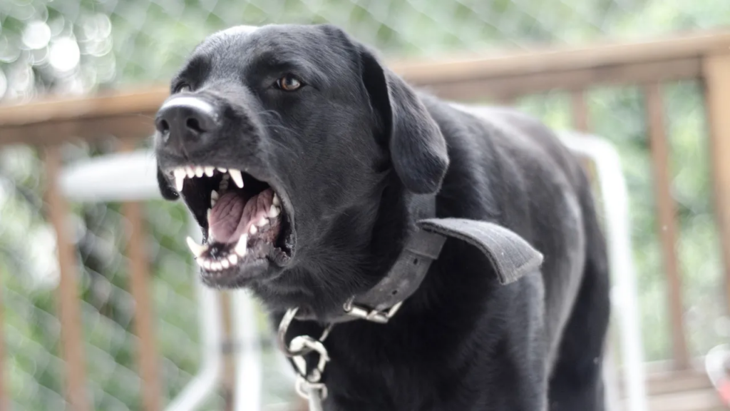 Dog bite injuries are often more severe than people realize. Even seemingly minor bites can lead to infections, long-term medical complications, and permanent scarring. In some cases, dog attacks can cause significant trauma, including broken bones, nerve damage, and psychological distress. It’s essential to have a Cumberland County dog bite lawyer who understands the complexities of dog bite laws in Tennessee and can guide you through the process of pursuing a claim.